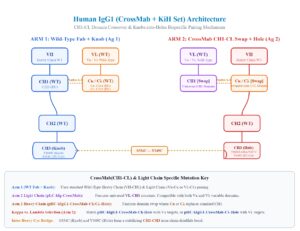 Human IgG1 (CrossMab + KiH Set) Architecture