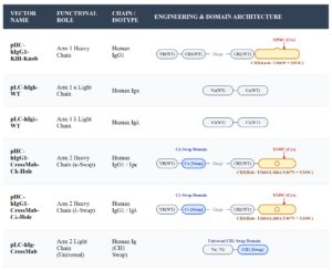 Human IgG1 (CrossMab +KiH Set) Engineering & Key Mutations