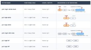 Human IgG1 (dsFab-KiH Pair Set) Engineering & Key Mutations