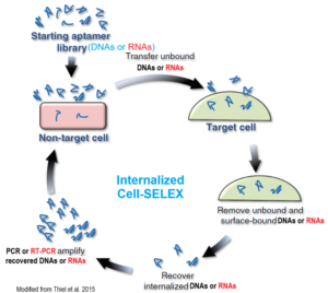 Cell-SELEX: A Powerful Approach for Targeting Specific Cells - Fusion ...