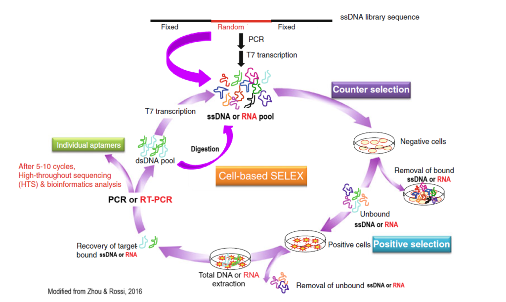 Cell-SELEX: A Powerful Approach for Targeting Specific Cells - Fusion ...