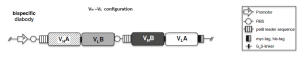 Cloning and design strategy for the generation of a bispeciﬁc diabody with the VH –VL conﬁguration is shown. In the ﬁrst step, the variable fragments of binding site A and site B (VHA or VHB and VLA or VLB) are ampliﬁed separately; then the variable domains of antibody A and antibody B are fused to create the structure VHA–V LB and VHB–VLA. In the last step, the two fragments are introduced into one expression vector combined to generate the bispeciﬁc diabody.