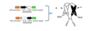 Mechanism of action of basic construct of various bispecific antibodies (BsAbs) . Bispecific antibodies consist of a single heavy and light chain of the variable region of a tumor-associated antigen (TAA), such as CD33 or CD123; shown as black), and CD3 (illustrated as white) leading to the formation of a cytolytic synapse between T-cells and leukemic blasts. Dual-affinity re-targeting molecules (DARTs) , a scFv fragment based bispecific antibody format, have a similar basic structure but include a disulfide linker between VHA and VHB for additional stability.