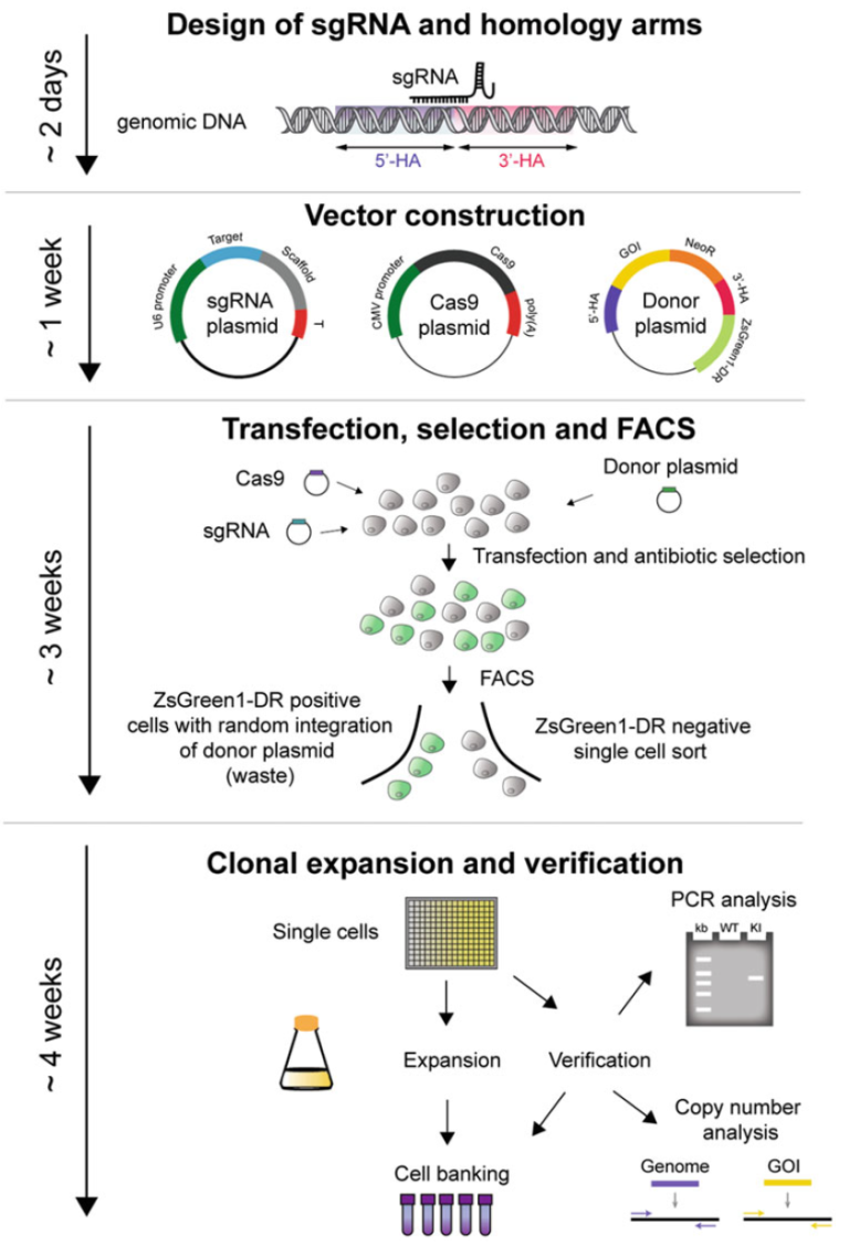 Gene knockout and knockin cell line generation - Fusion BioLabs