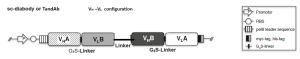 Bispeciﬁc single-chain diabodies are generated by the expression of a single fragment of the format VHA–VLB–VHB–VLA (VH-VL conﬁguration with 10-20 amino acid length middle linker) or of the format VLA–VHB–VLB–VHA (VL-VH conﬁguration with 10-15 amino acid length middle linker). Generally, 10 amino acid short middle linker facilitate tandem diabodies (TandAbs), whereas, long middle linker facilitate single-chain diabodies (scDbs) formation.