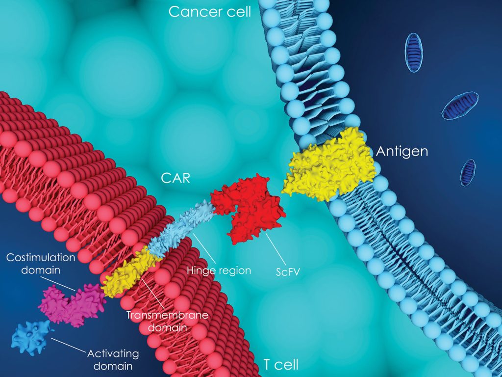 design a specific scFv against for TAA to activate T cell