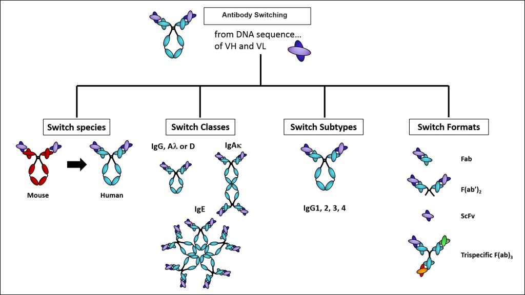 Oak Biosciences has broad antibody switching services by species, classes, subtypes and formats.