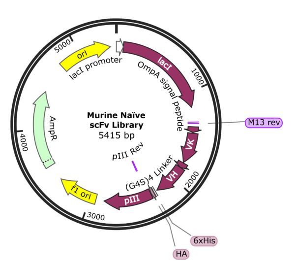 Fusion BioLabs Murine naïve scFv phage display library vector map