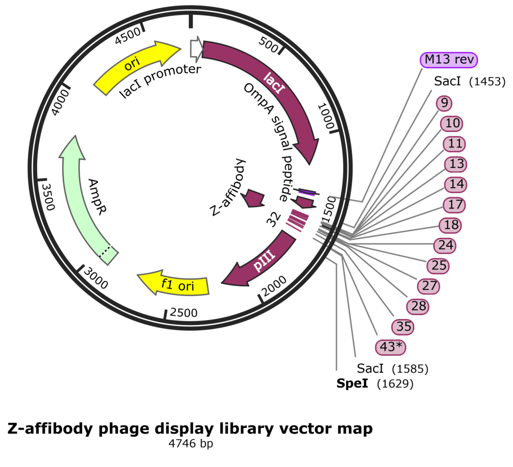 Affibody Phage Display Library: Small and Robust Scaffold Proteins ...