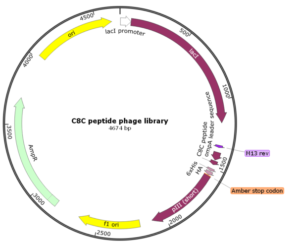 Fusion Biolabs C8C peptide phage library vector map