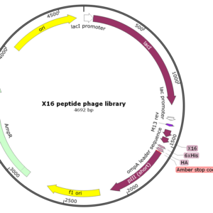 Affibody & Peptide Phage Display Library (Ready-to-Use)