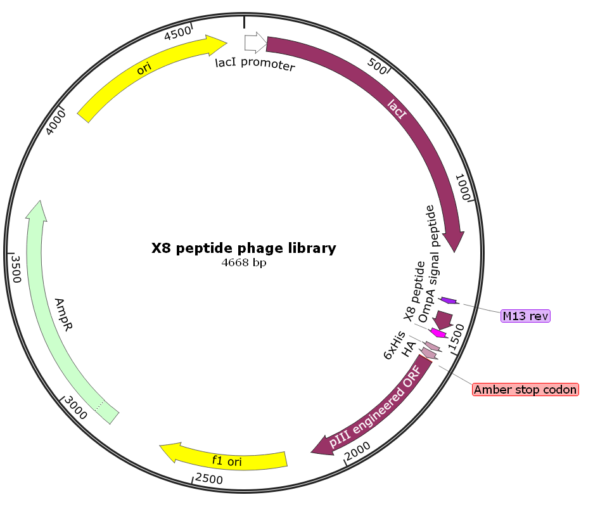 Fusion Biolabs X8 peptide phage library vector map