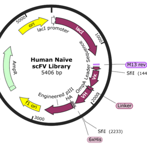 Antibody Phage Display Library (Ready-to-Use)