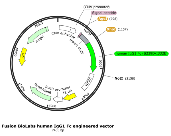 Fusion BioLabs Fc-engineered human IgG1 with increased ADCC