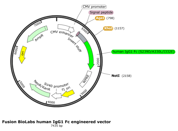 Fusion BioLabs Fc-engineered human IgG1 with increased ADCC