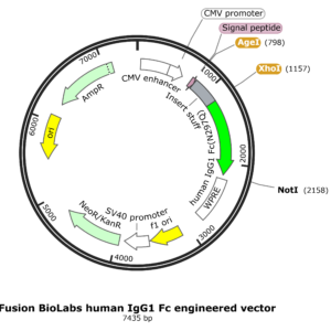 Fc-Engineered Antibody Expression Vector