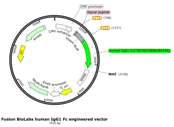 Fusion BioLabs Fc-engineered human IgG1 with Increased half-life