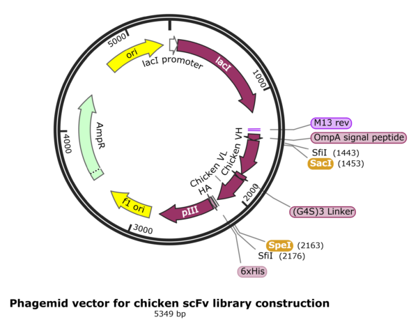 Chicken scFv phage display library construction Kit
