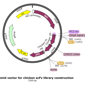 Antibody Phage Display Library Construction Kit