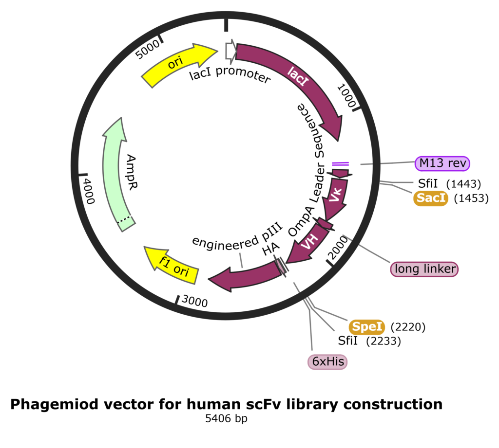 Accelerate antibody discovery with the Human scFv Phage Display Library ...