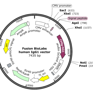 Antibody Mammalian Expression Vectors