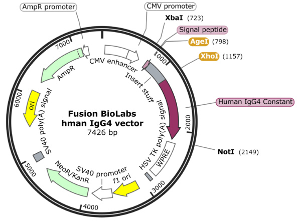Fusion BioLabs human IgG4 expression vector map