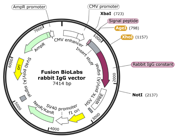 Fusion BioLabs rabbit IgG expression vector map