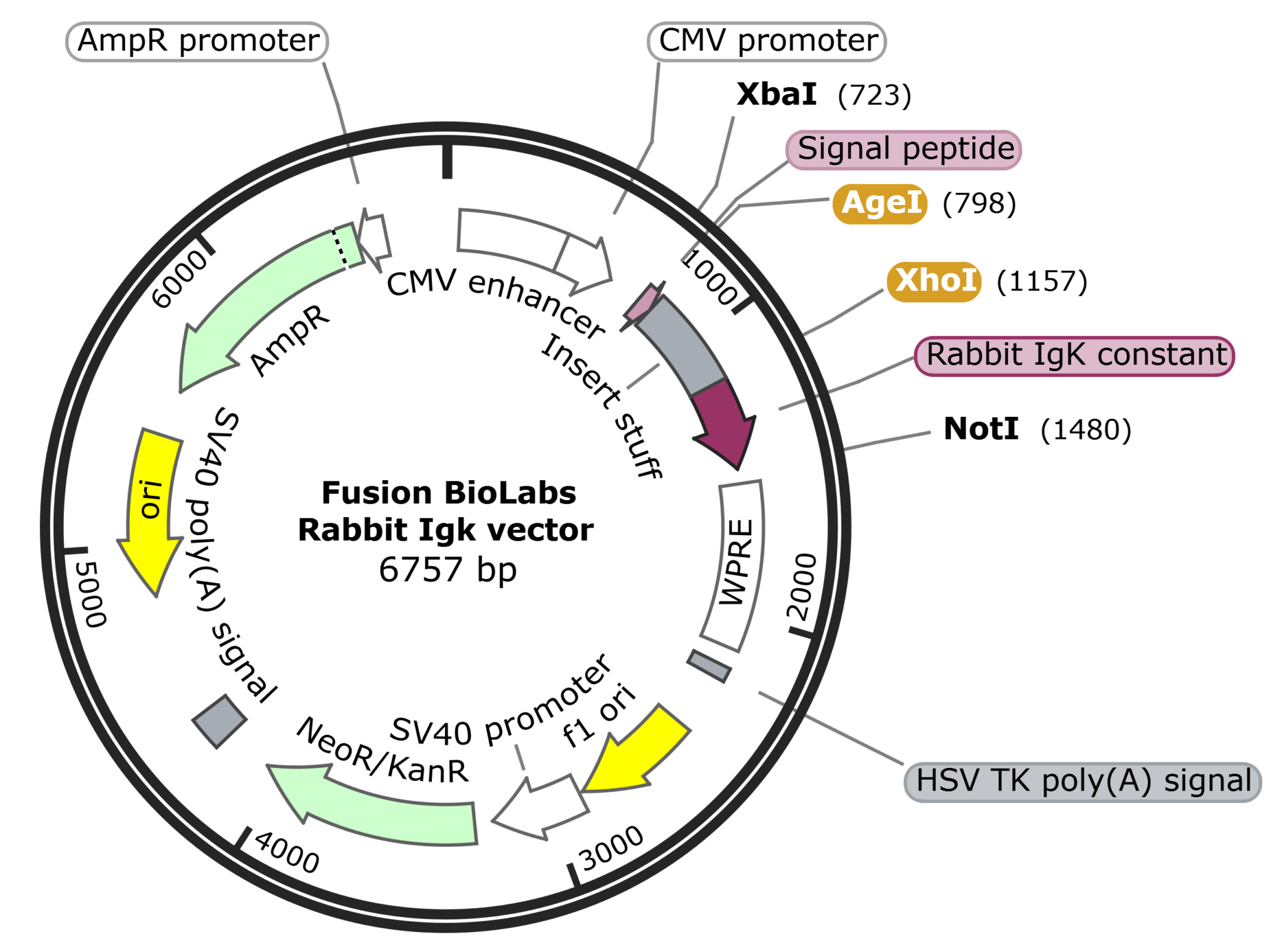 pFB-CLIg-rk1: Rabbit IgK Mammalian Expression Vector - High Antibody ...