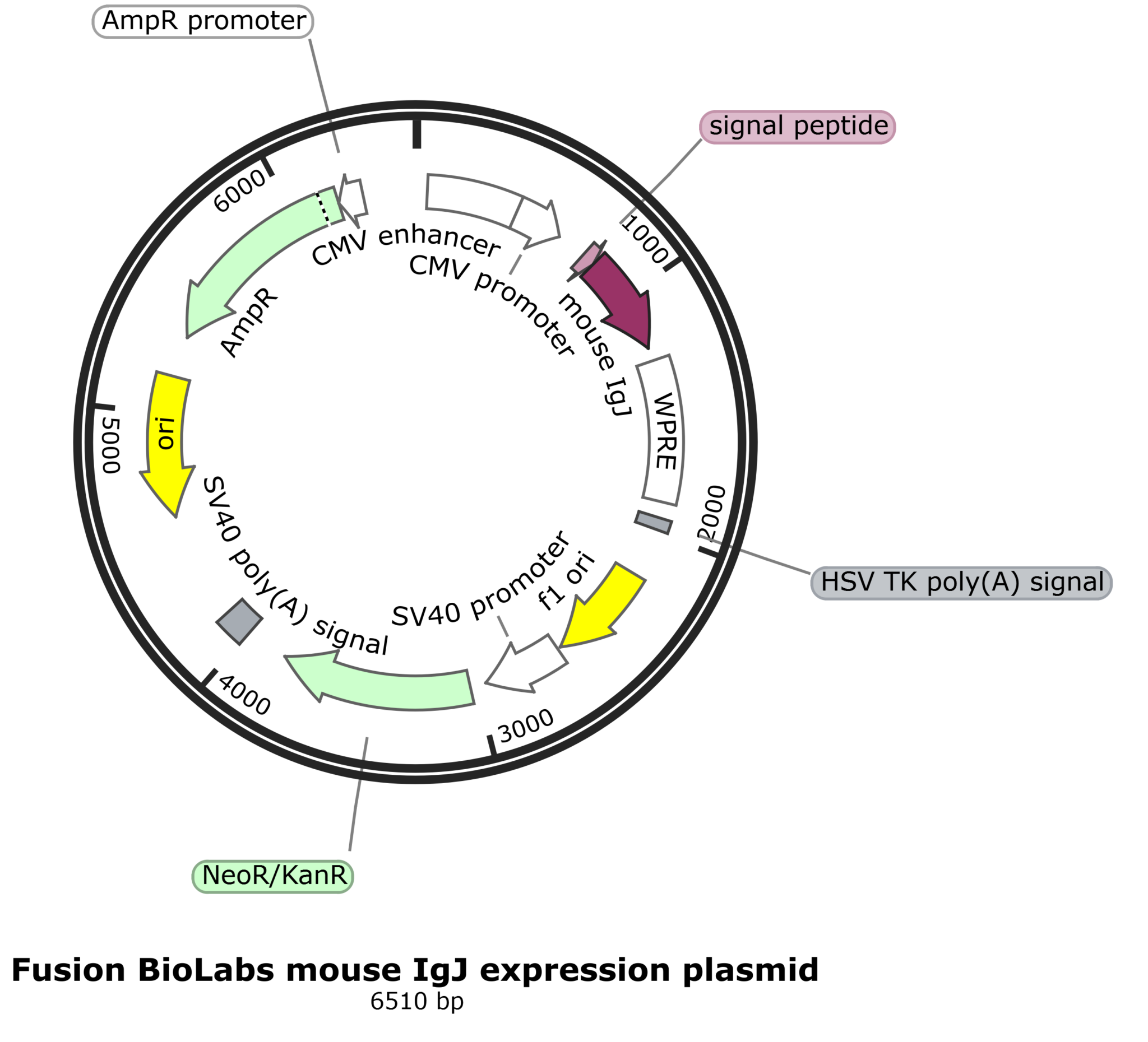 High Expression pFB-mIgJ: Mouse J-chain Mammalian Expression Plasmid – High Expression ...