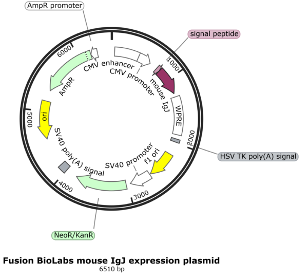 Fusion BioLabs mouse J-chain expression plasmid map