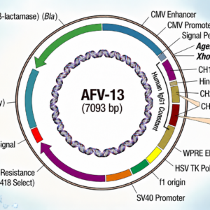 Human IgG1 (LALA PG: L234A/L235A/P329G)
