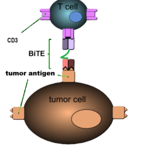 Bispecific Antibodies