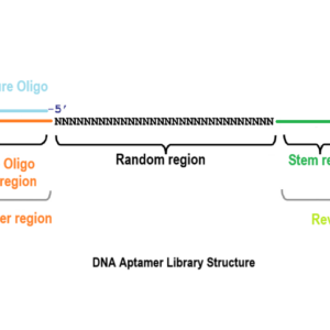 Aptamer Library Kits