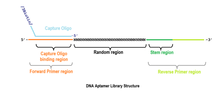 Capture Selex DNA Aptamer Library Kit for Efficient Aptamer Development