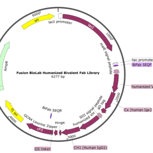Fusion BioLabs Humanized Bivalent Fab Phage vector map