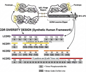 Fusion BioLabs Humanized Bivalent Fab CDRs diversity map