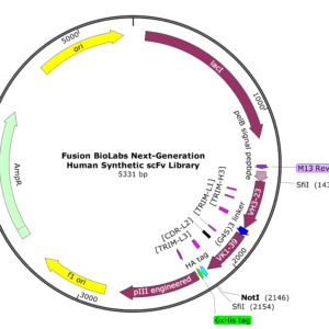 Fusion BioLabs Next-Generation Human Synthetic scFv Phage Display Library vector map
