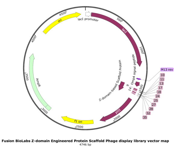 Fusion BioLabs Ready-to-Use Z-domain Engineered Protein Scaffold Phage Display Library