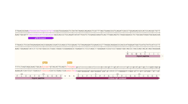 pFB-CHIg-cY: Chicken IgY Mammalian Expression Vector - Image 3