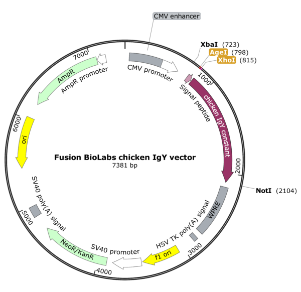 Fusion BioLabs chicken IgY vector Map