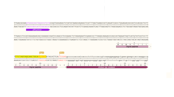Fusion BioLabs chicken Igλ cloning sequences
