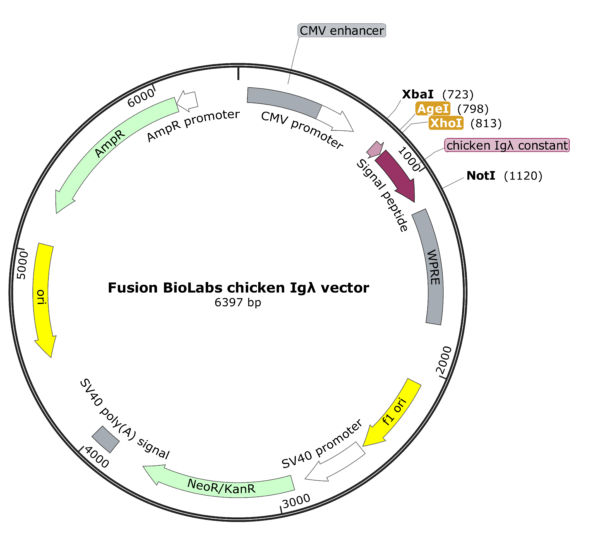 Fusion BioLabs chicken Igλ vector map