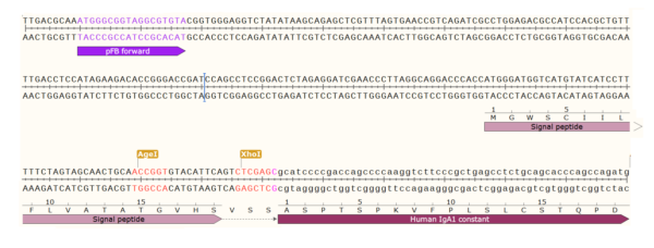 pFB-CHIg-hA1: Human IgA Mammalian Expression Vector - Image 3
