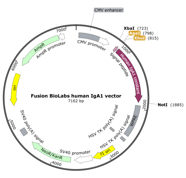 Fusion BioLabs human IgA expression vector map