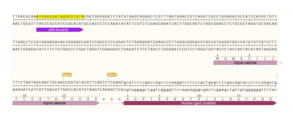 pFB-CHIg-hA2: Human IgA Mammalian Expression Vector - Image 3