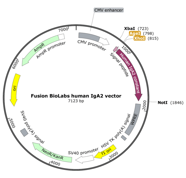 Fusion BioLabs human IgA2 vector Map