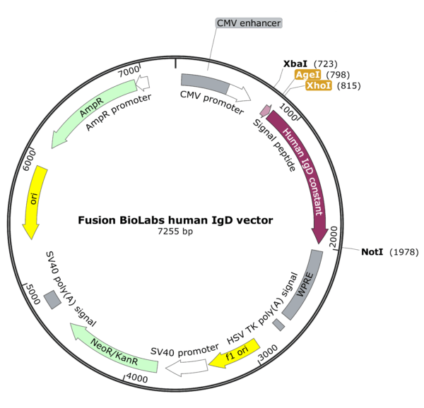 Fusion BioLabs human IgD vector Map