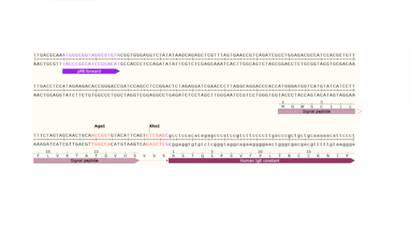 pFB-CHIg-hE: Human IgE Mammalian Expression Vector - Image 3