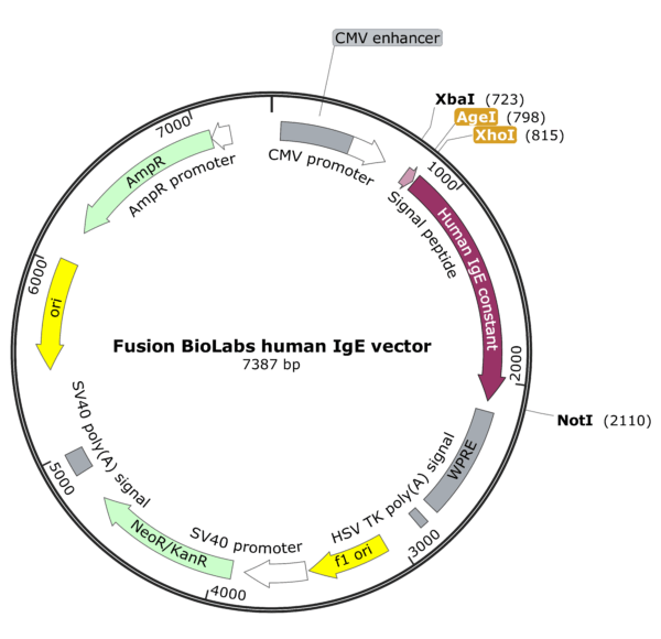 Fusion BioLabs human IgE vector Map