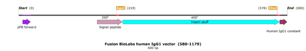 pFB-CHIg-hG1: Human IgG1 Mammalian Expression Vector - Image 2